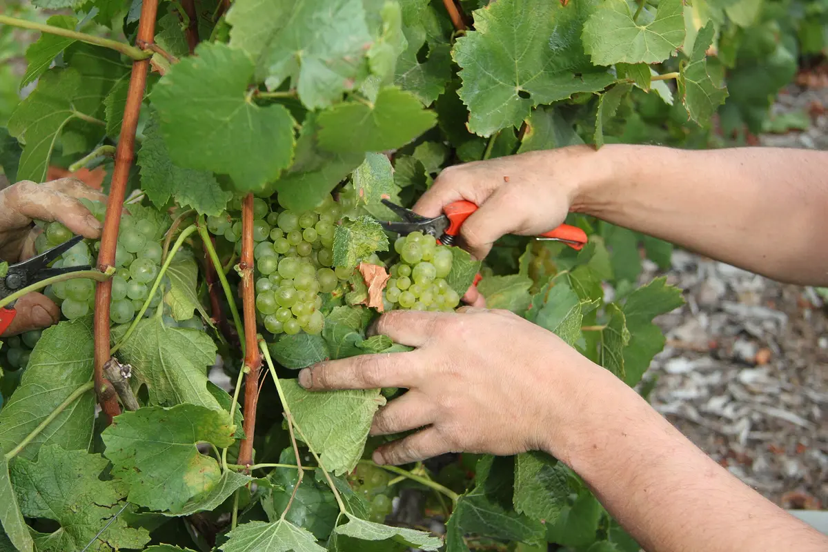 Two pairs of hands cutting bunches of green Chardonnay grapes from a vine with secateurs