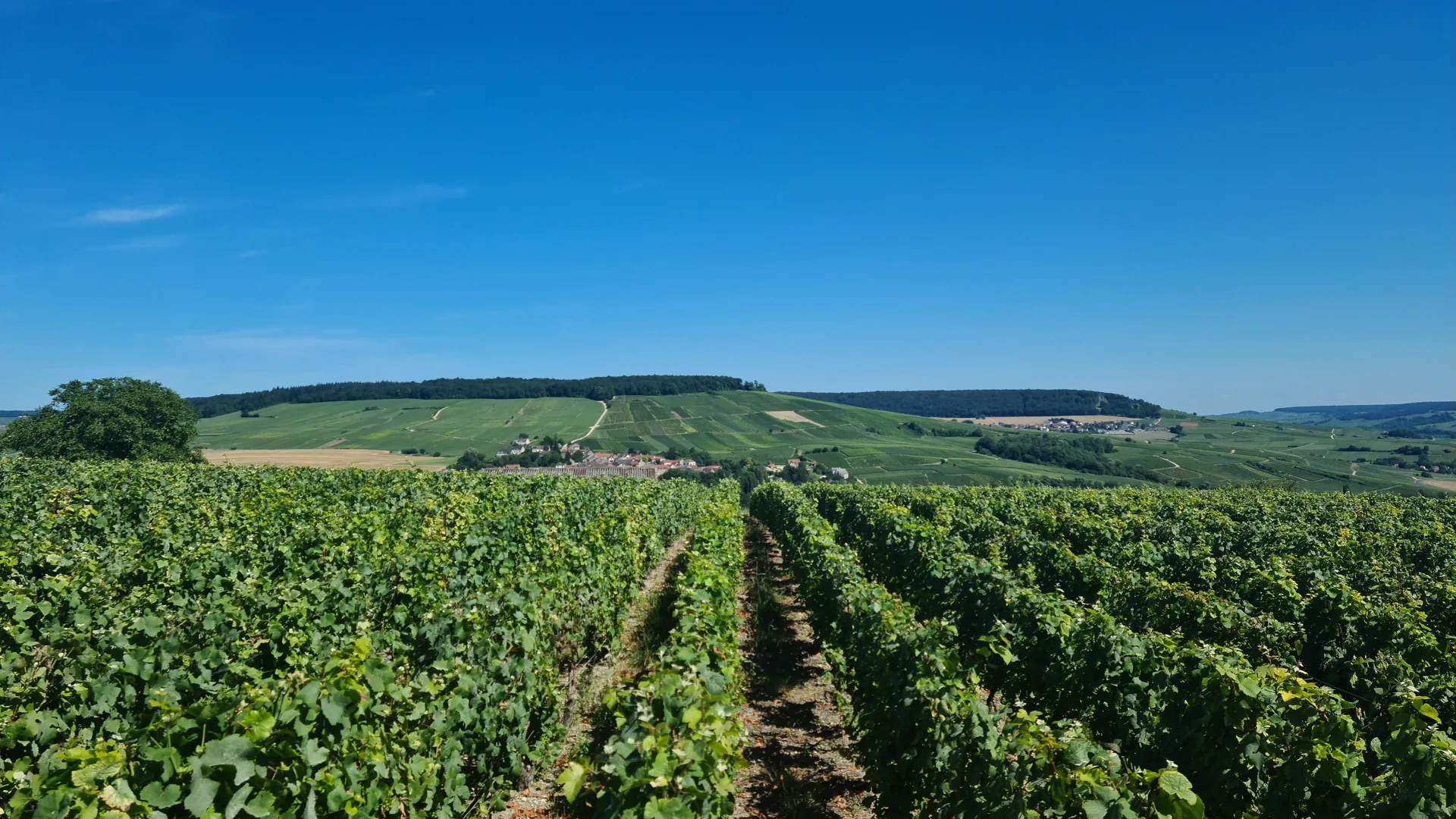 Vinmarker i Champagne-regionen nær Épernay, Frankrig