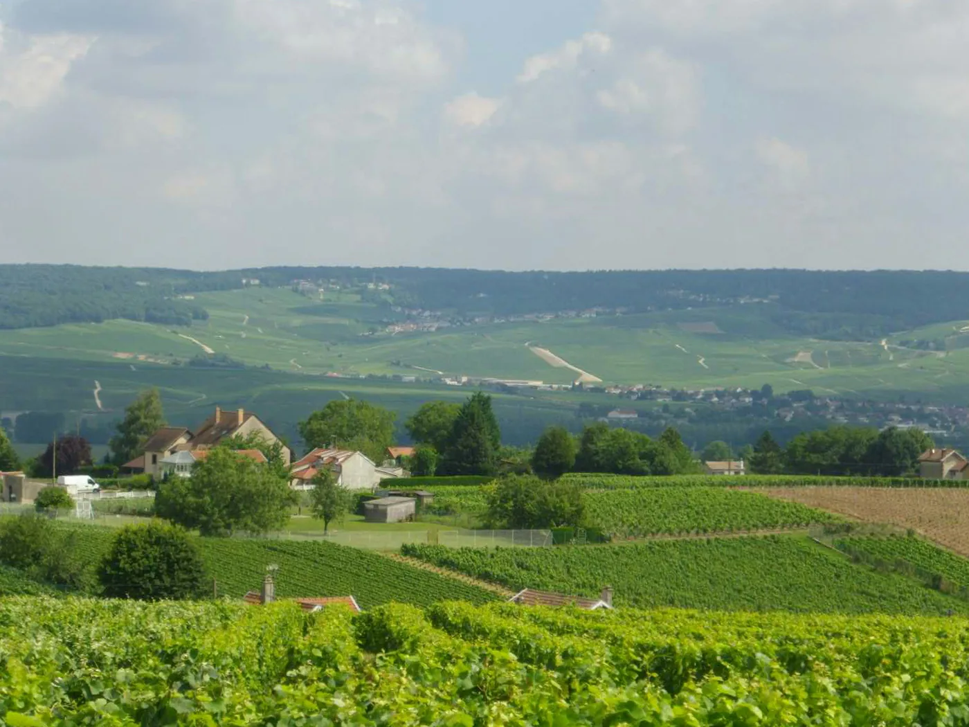 Vinmarker på kridtskrænterne i Champagne-regionen